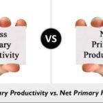 Difference between Gross and Net Amount